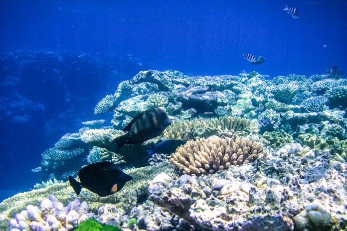 Great Barrier Reef, Australia